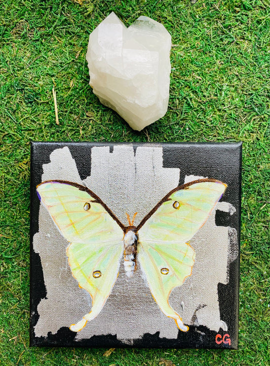 Gilded Painting- Luna Moth on Abstract Silver 6x6 canvas