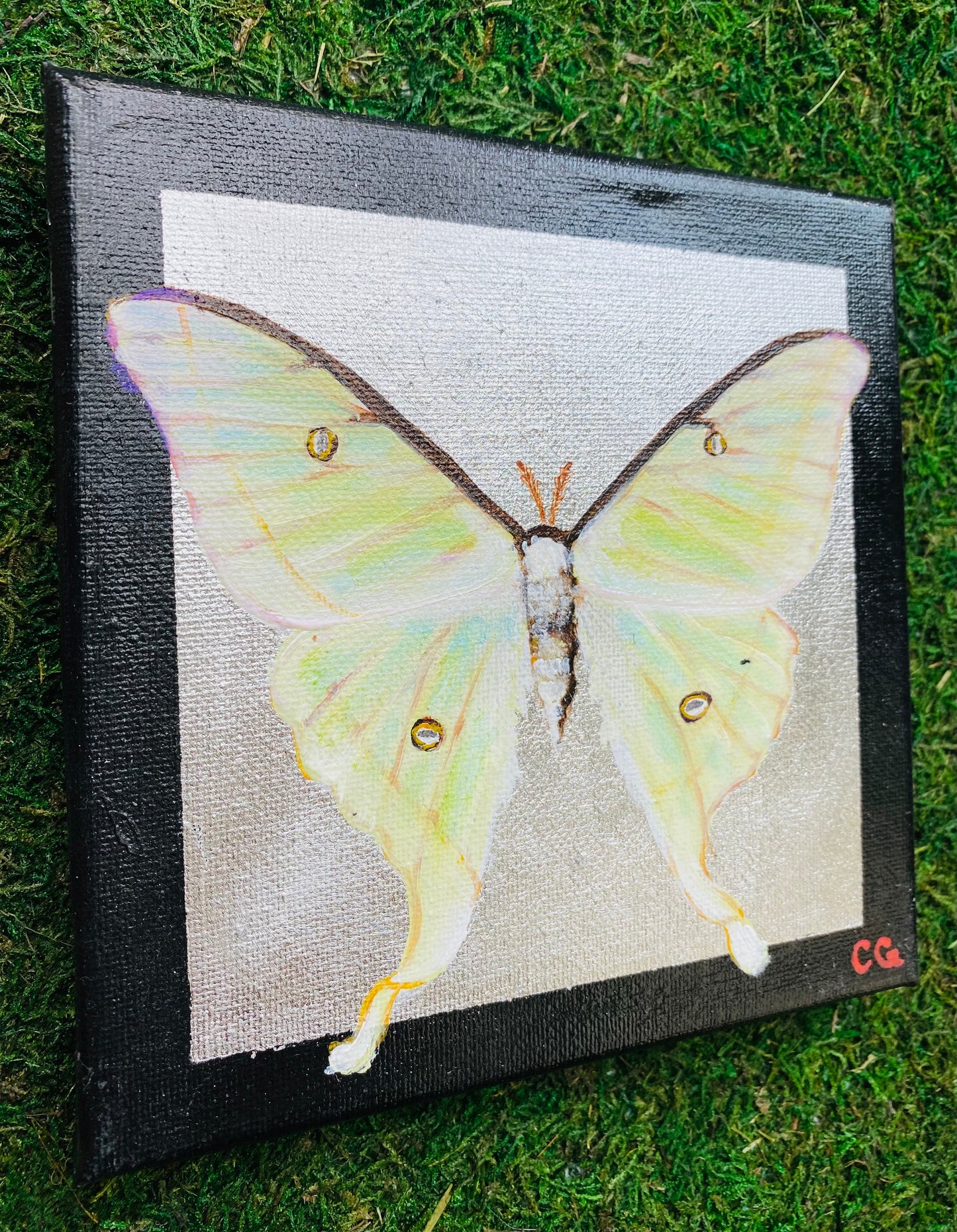 Gilded Painting- Luna Moth on Abstract Gold 6x6 canvas – Gillded