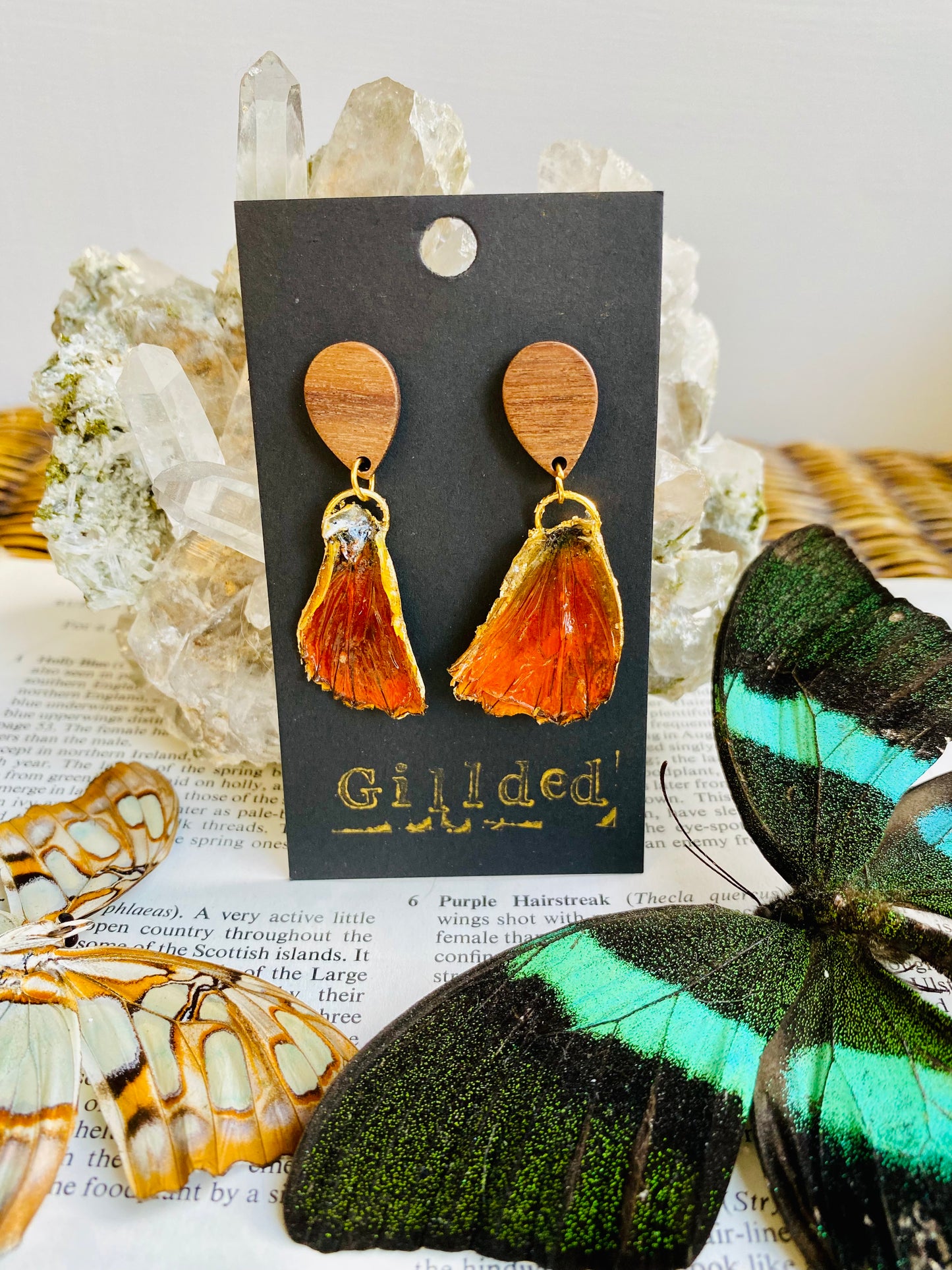 Real Gilded Butterfly Wing Earrings- Set K