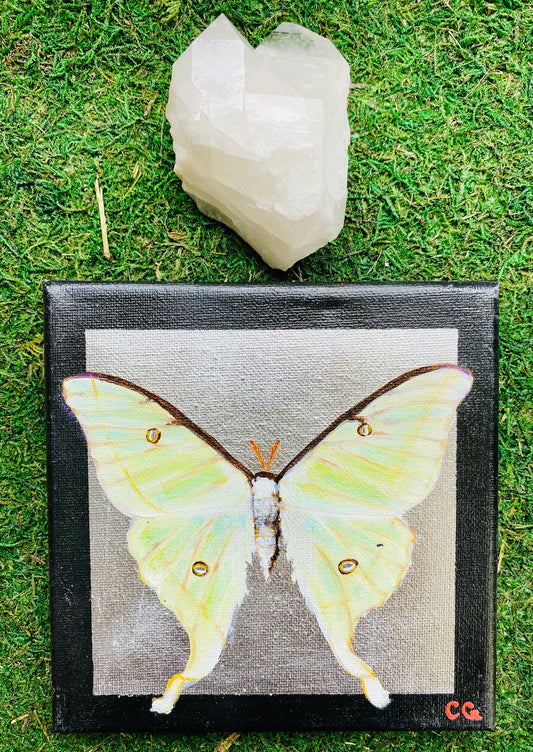 Gilded Painting- Luna Moth on Silver 6x6 canvas